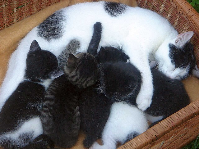 Le Biberon D Eau Du Bebe Allaite Naissance Nonviolente